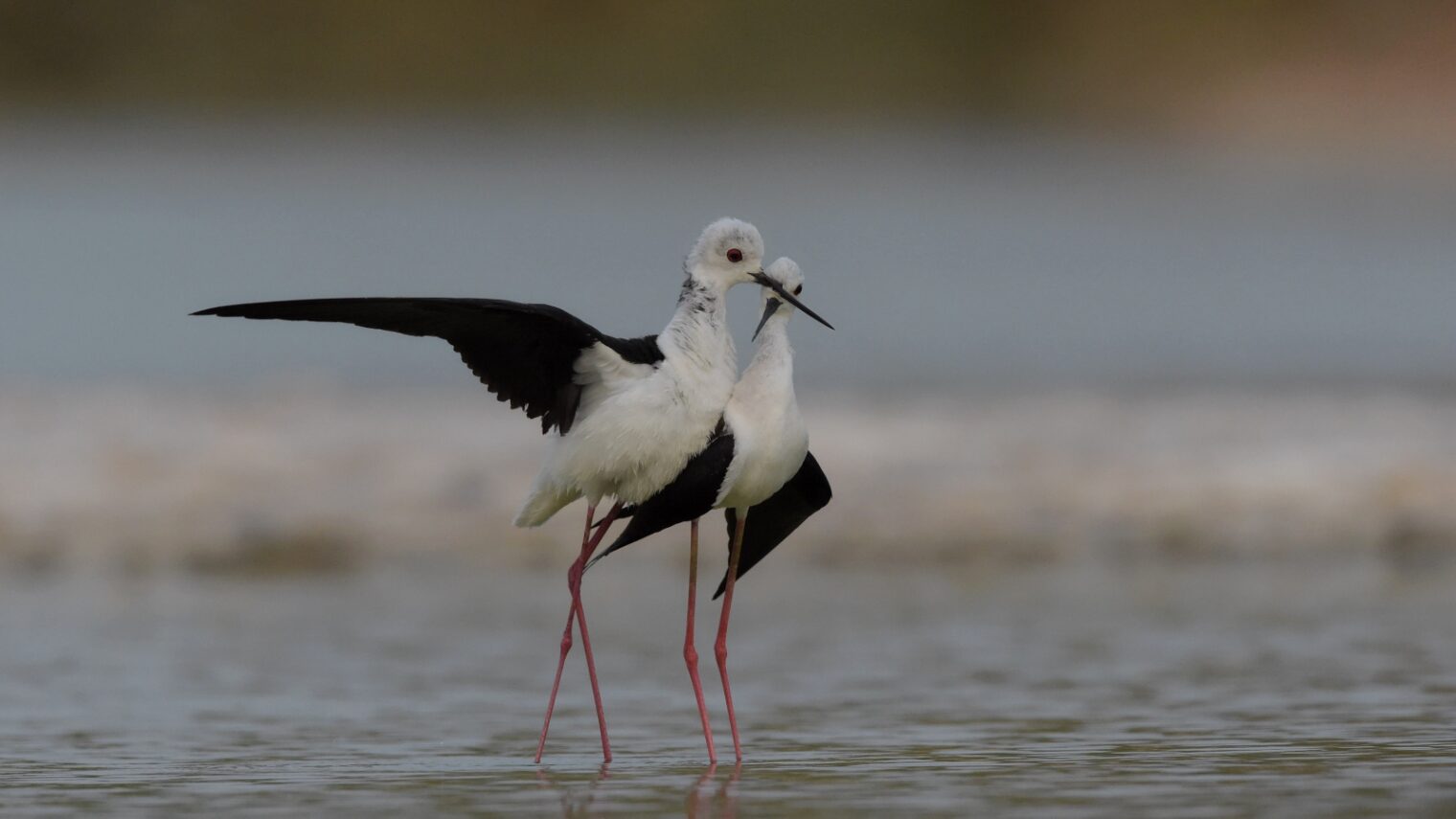 “Courting stilts,” one of a Planet Arava prize-winning series of photos of a pair of black-winged stilts at the bird sanctuary in Eilat. Photo by Aviv Etzion