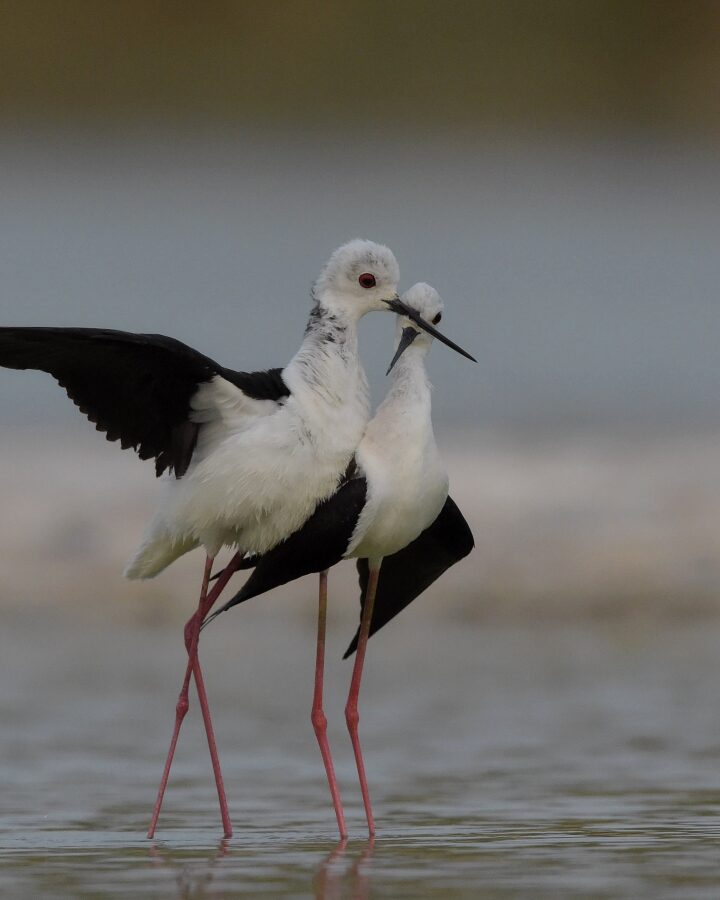 “Courting stilts,” one of a Planet Arava prize-winning series of photos of a pair of black-winged stilts at the bird sanctuary in Eilat. Photo by Aviv Etzion