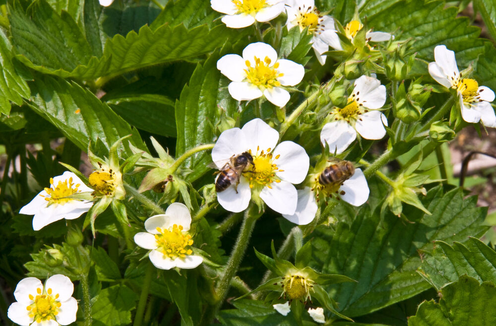 Bees collecting nectar from strawberry flowers. Photo by Shutterstock.com