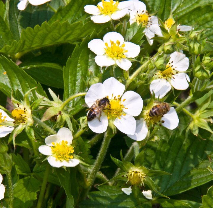 Bees collecting nectar from strawberry flowers. Photo by Shutterstock.com
