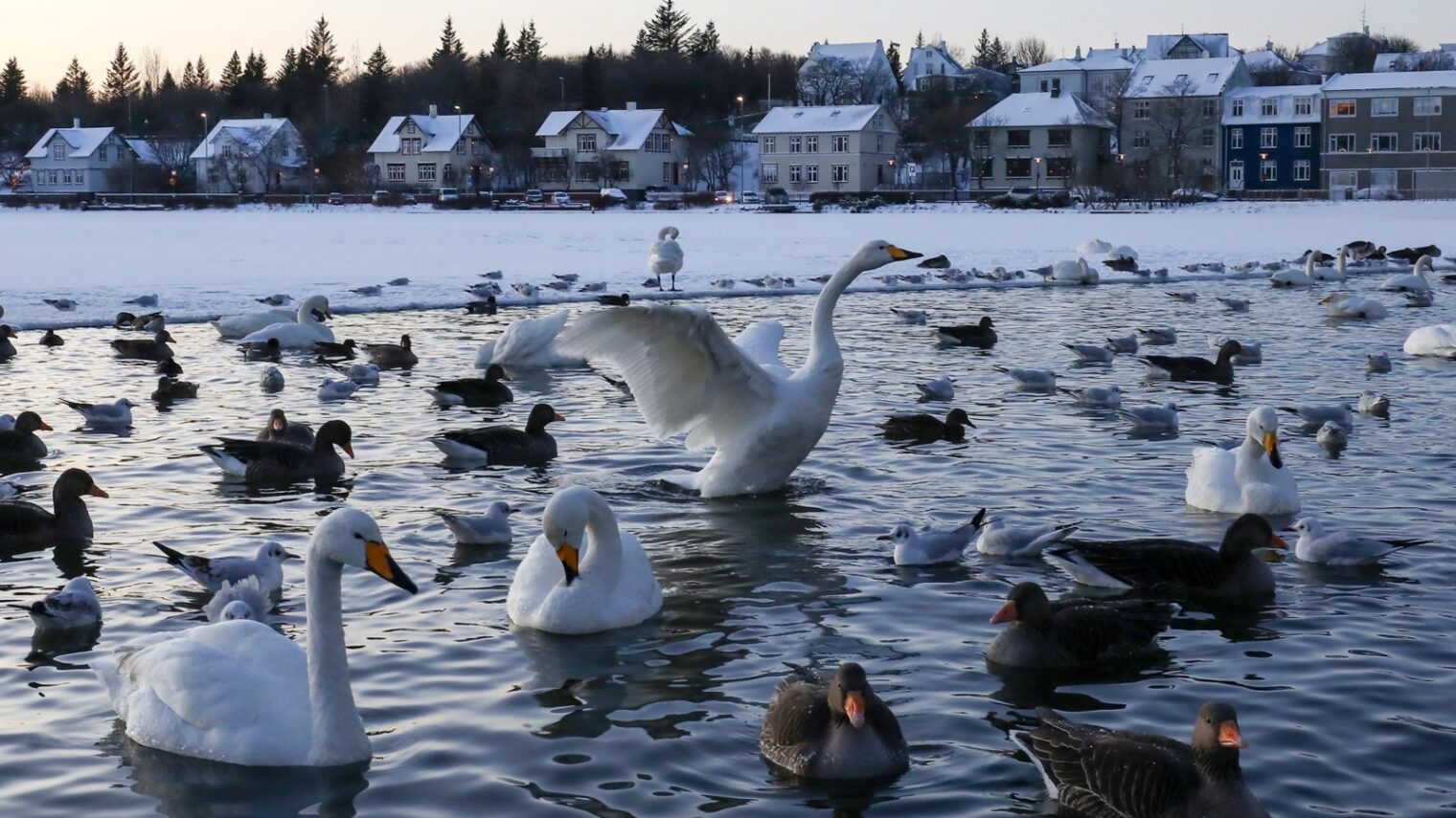Dozens of swans, ducks and other water birds crowd into a small area of a freshwater lake which had almost completely frozen over in Reykjavik, Iceland. Photo by Ilan Rogers