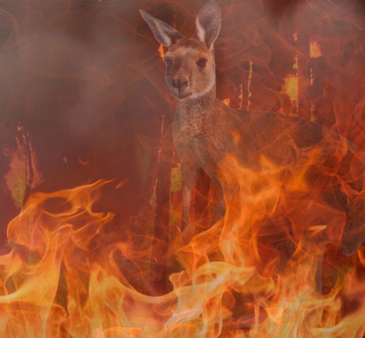 A staggering one billion wild animals are thought to have died in the recent bushfires in Australia. Image via Shutterstock