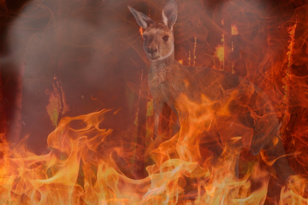 A staggering one billion wild animals are thought to have died in the recent bushfires in Australia. Image via Shutterstock