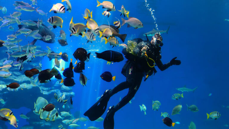 Diving in Eilat. Photo via Shutterstock.com