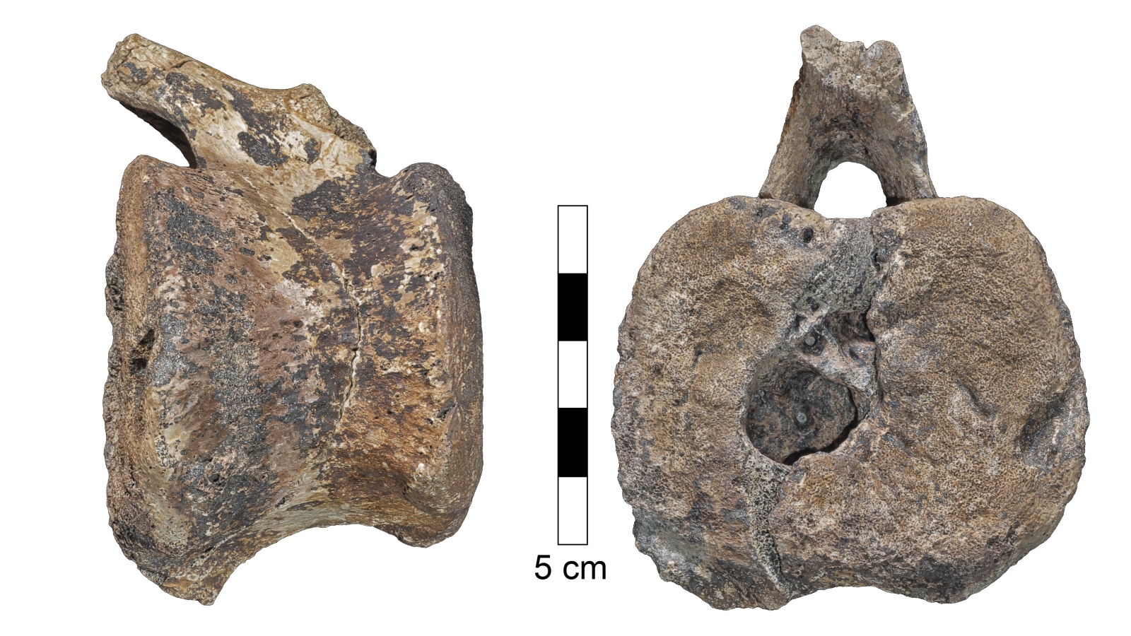 In these views of the hadrosaur vertebra you can see the space that contained the tumor. Image courtesy of Ariel Pokhojaev/Sackler Faculty of Medicine, Tel-Aviv University