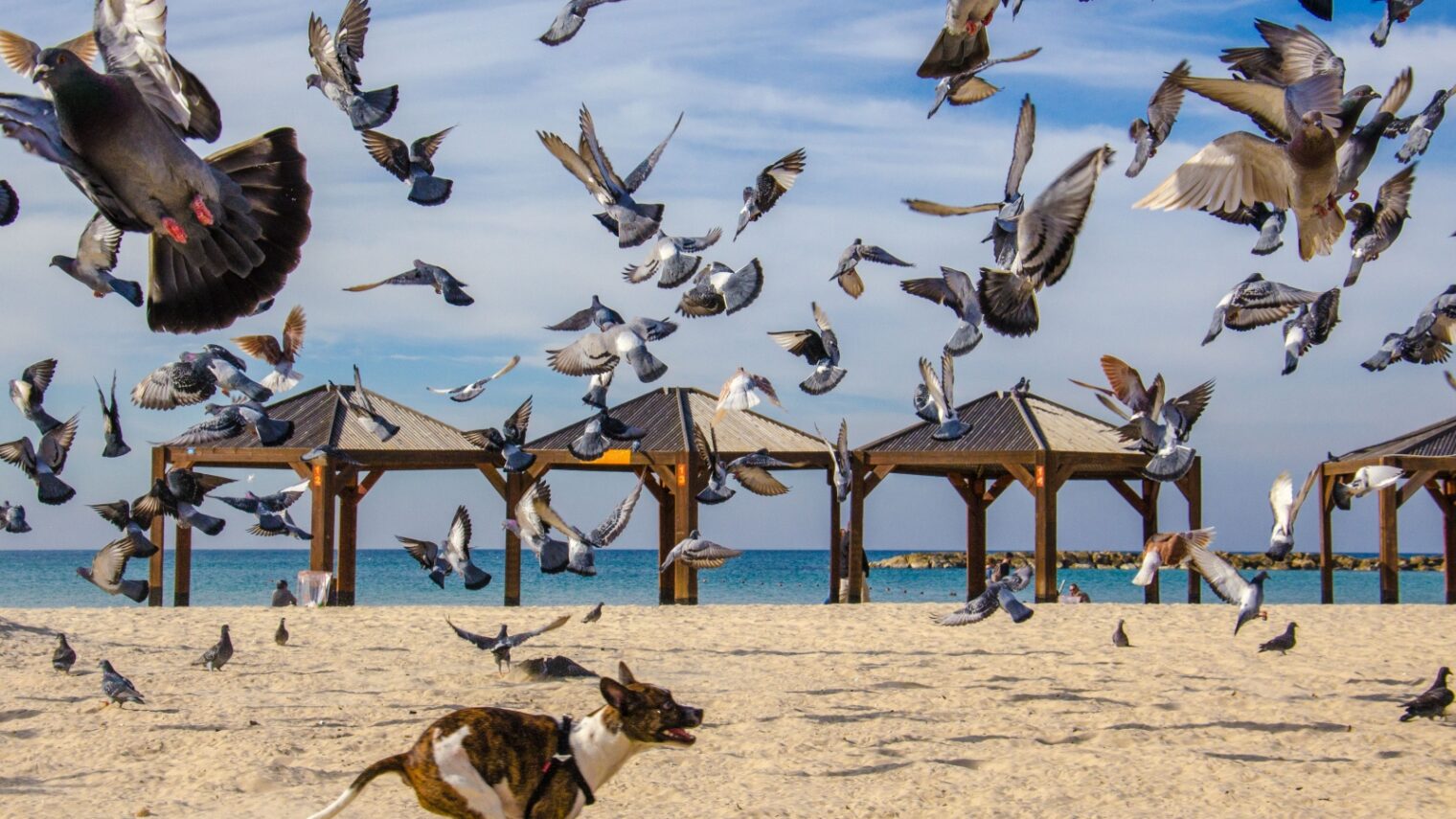 This photo of birds and a dog on a Tel Aviv beach is one of Niv Glazman’s most popular.