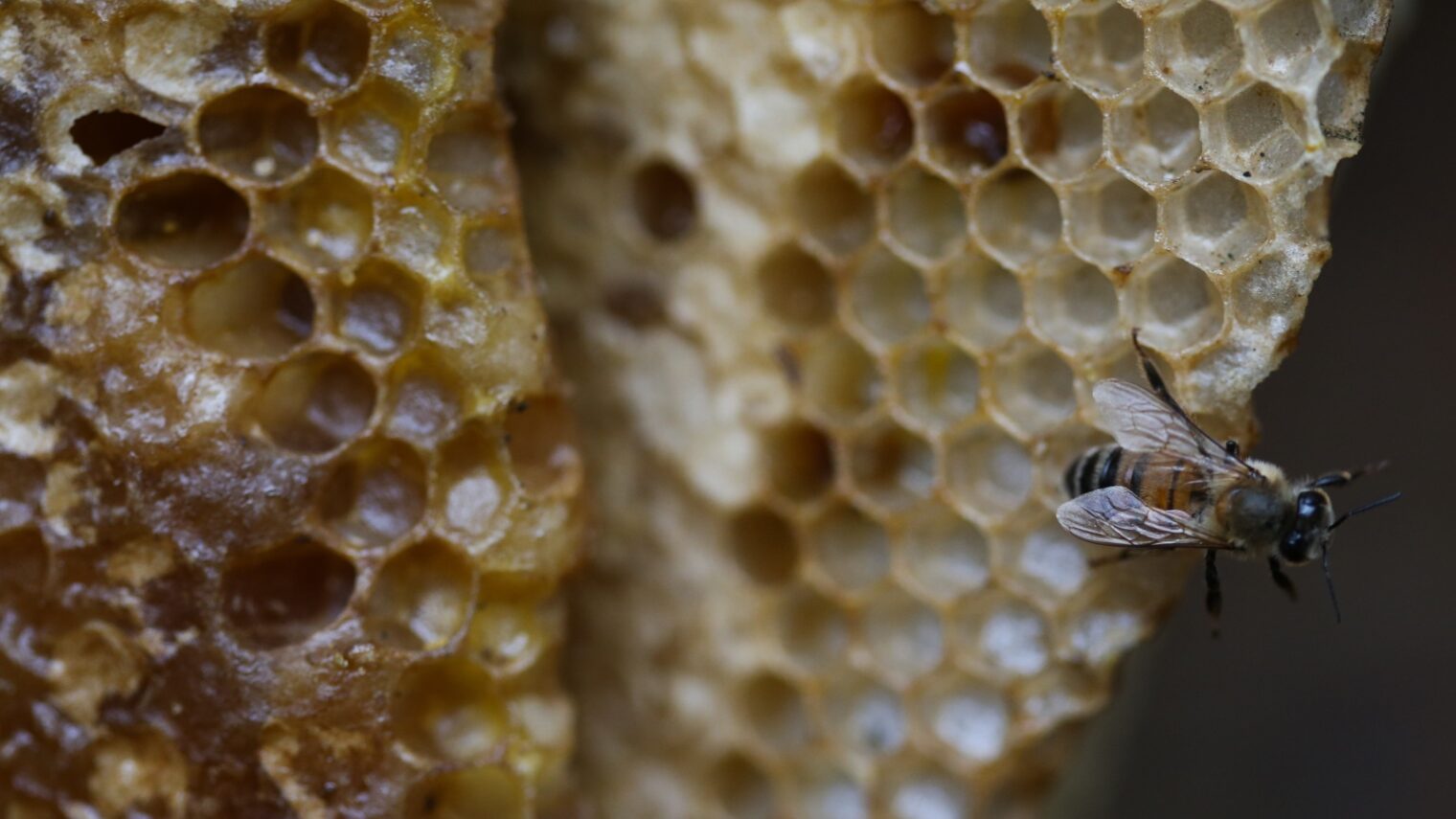 A beehive in Jerusalem. Photo by Nati Shohat/FLASH90