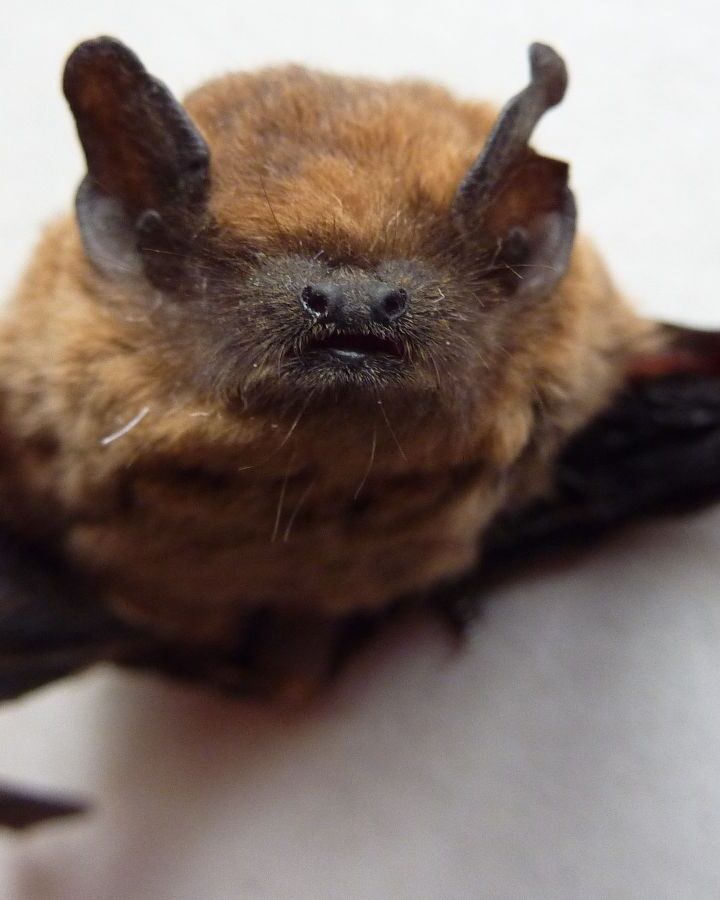 Bats can be used instead of harmful pesticides to protect crops. Photo by Salix/Wikimedia Commons/CC BY-SA 3.0