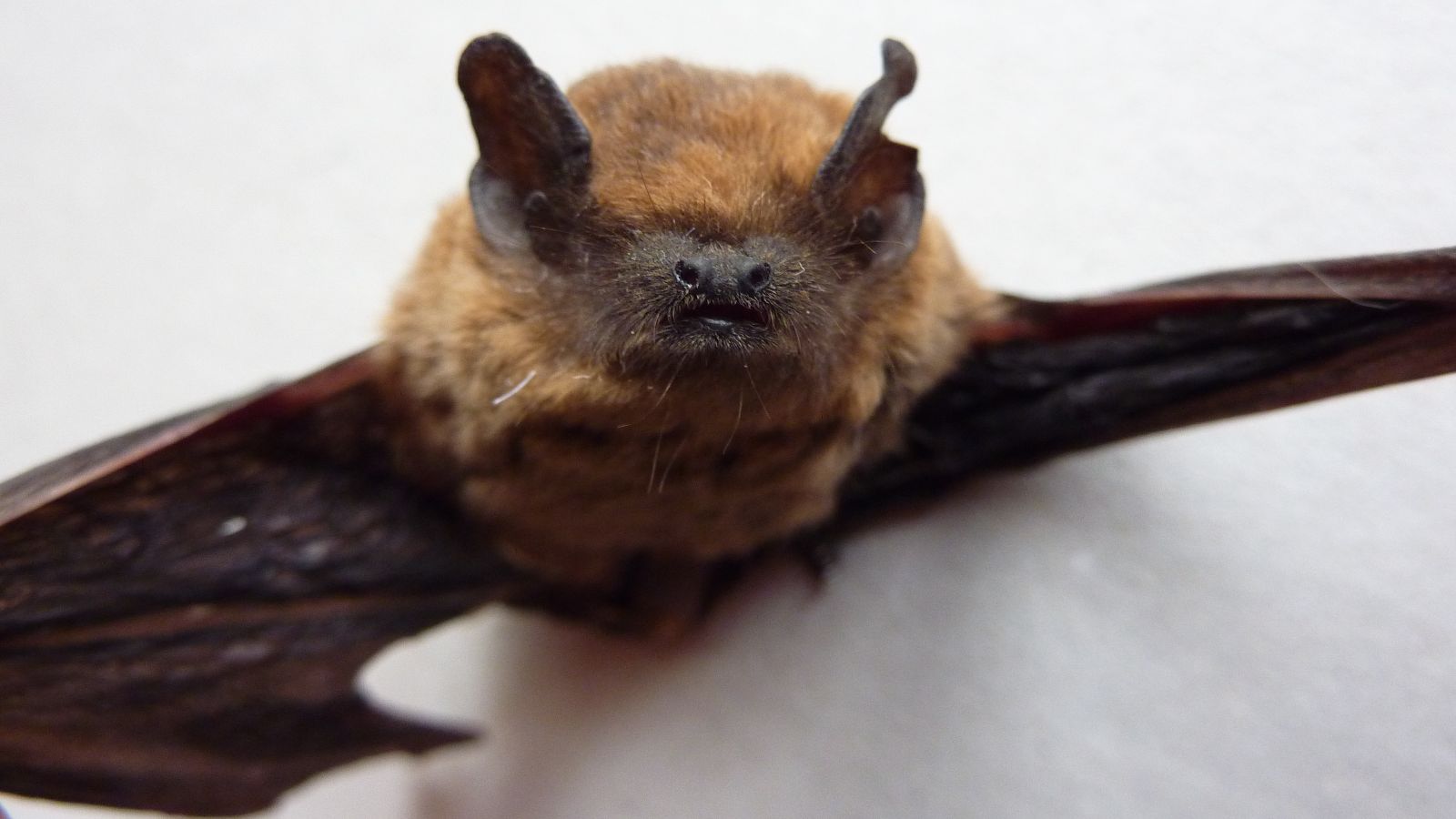 Bats can be used instead of harmful pesticides to protect crops. Photo by Salix/Wikimedia Commons/CC BY-SA 3.0