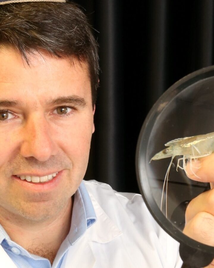 Technion personalized medicine researcher Dr. Avi Schroeder invented a technology to protect shrimp from a deadly virus. Photo courtesy of the Technion