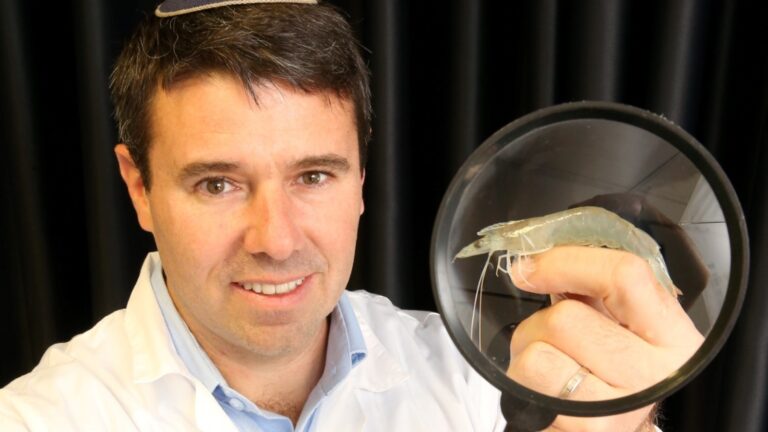 Technion personalized medicine researcher Dr. Avi Schroeder invented a technology to protect shrimp from a deadly virus. Photo courtesy of the Technion