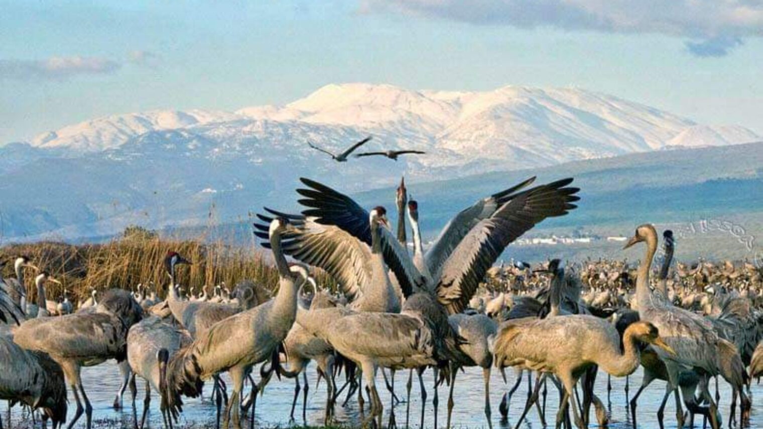 Storks flock to Hula Lake in the Upper Galilee. Photo by Yossi Eshbol/KKL