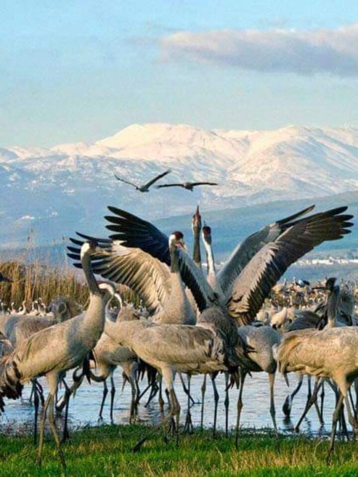 Storks flock to Hula Lake in the Upper Galilee. Photo by Yossi Eshbol/KKL