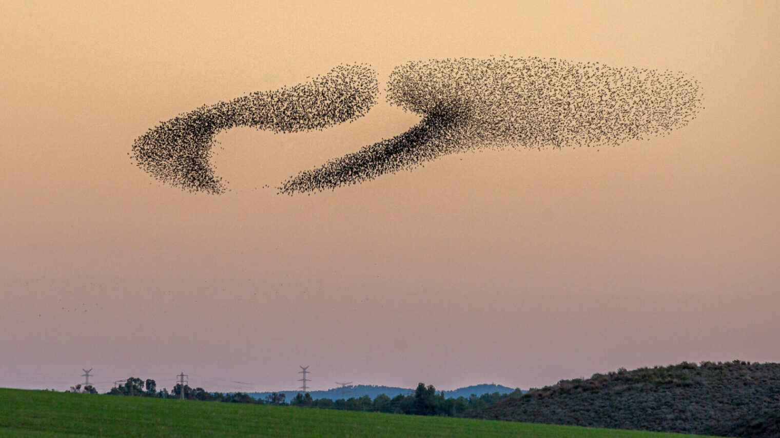 A flock of starlings perform a synchronized flight during sunset in the western Negev, January 6, 2020. Photo by Edi Israel/Flash90