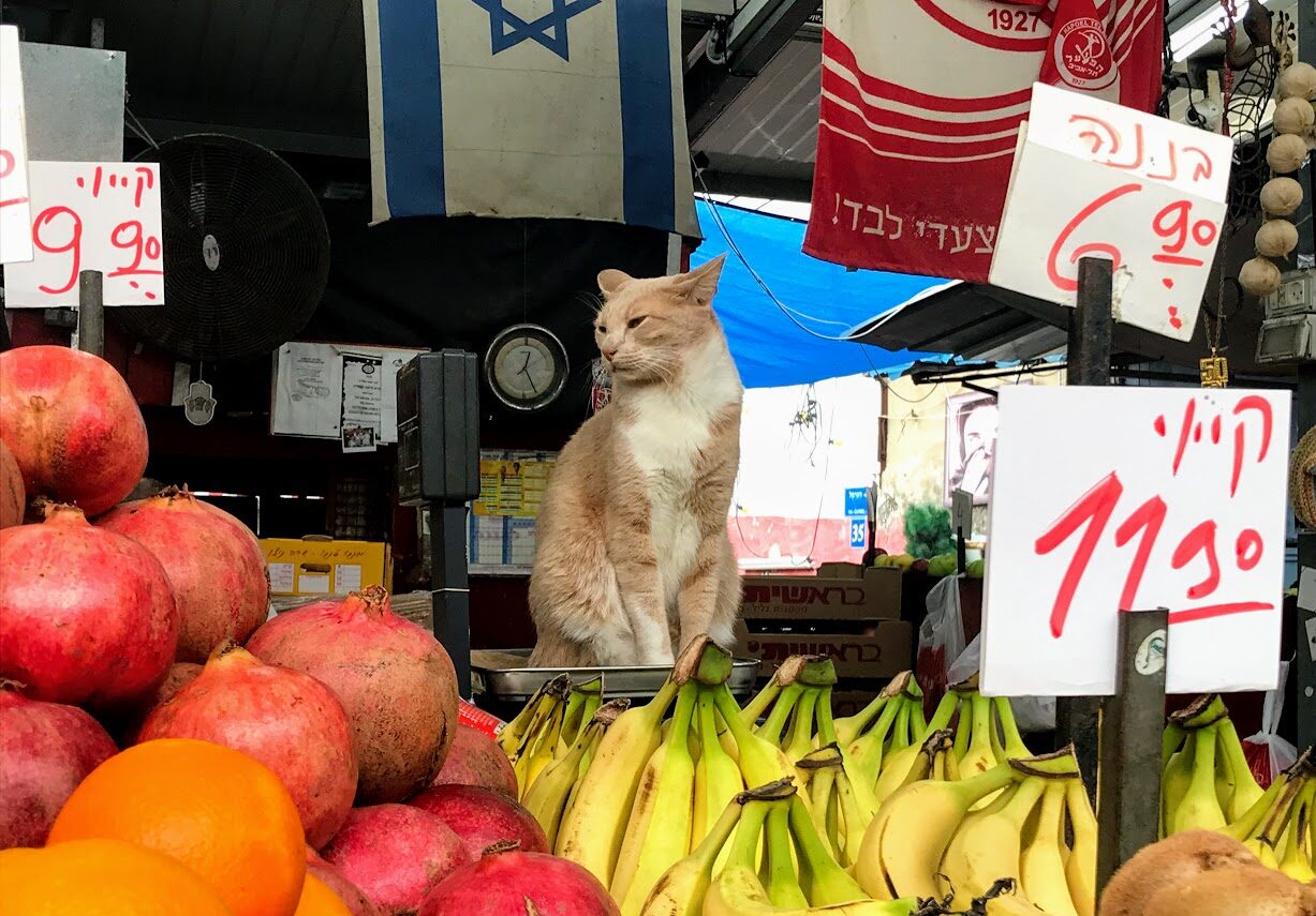 I'm in charge here. A cat at Carmel Market in Tel Aviv. Photo by Nicky Blackburn