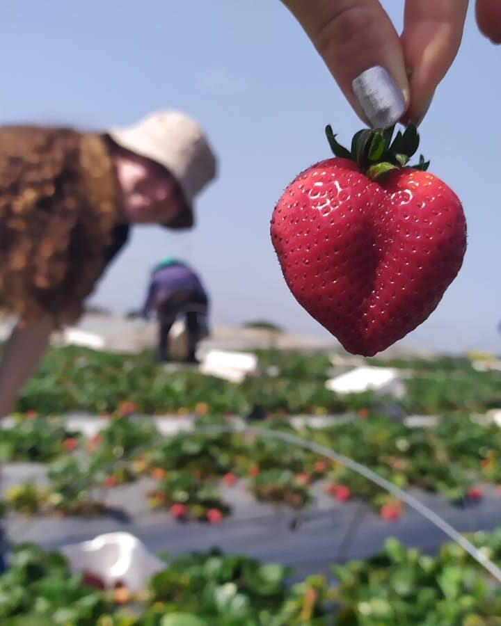 Picking strawberries on an Israeli farm. Photo by Raheli Alon for HaShomer HaChadash