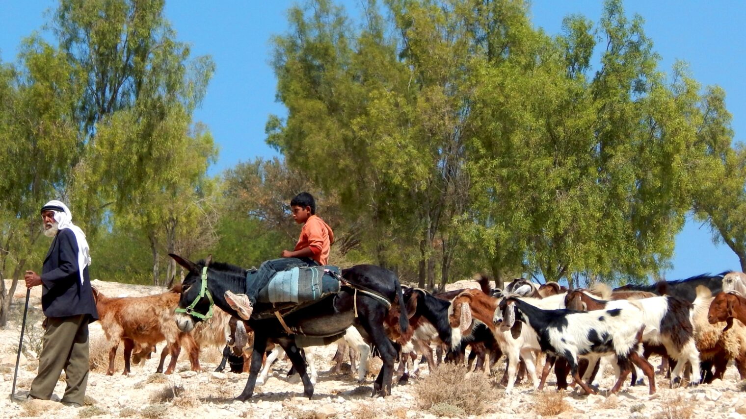 Bedouin shepherds tending their flocks on the hills of Ma'aleh Adumim. Photo by Daniel Santacruz