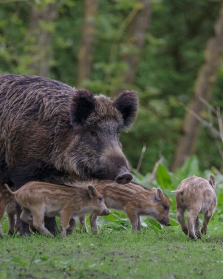 A wild boar and her piglets. Photo by Randy van Domselaar via Shutterstock.com