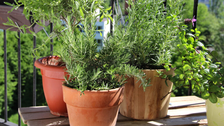 It's easy to turn a balcony or porch into a herb garden. Photo via Shutterstock