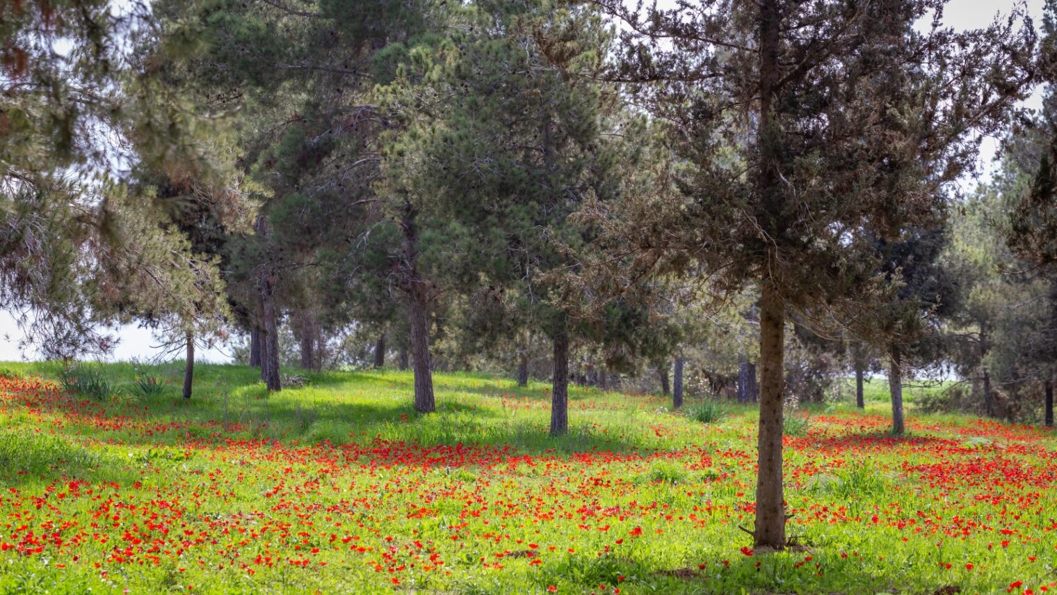 The Negev is carpeted with wildflowers every spring. Photo by Alon Yasovsky