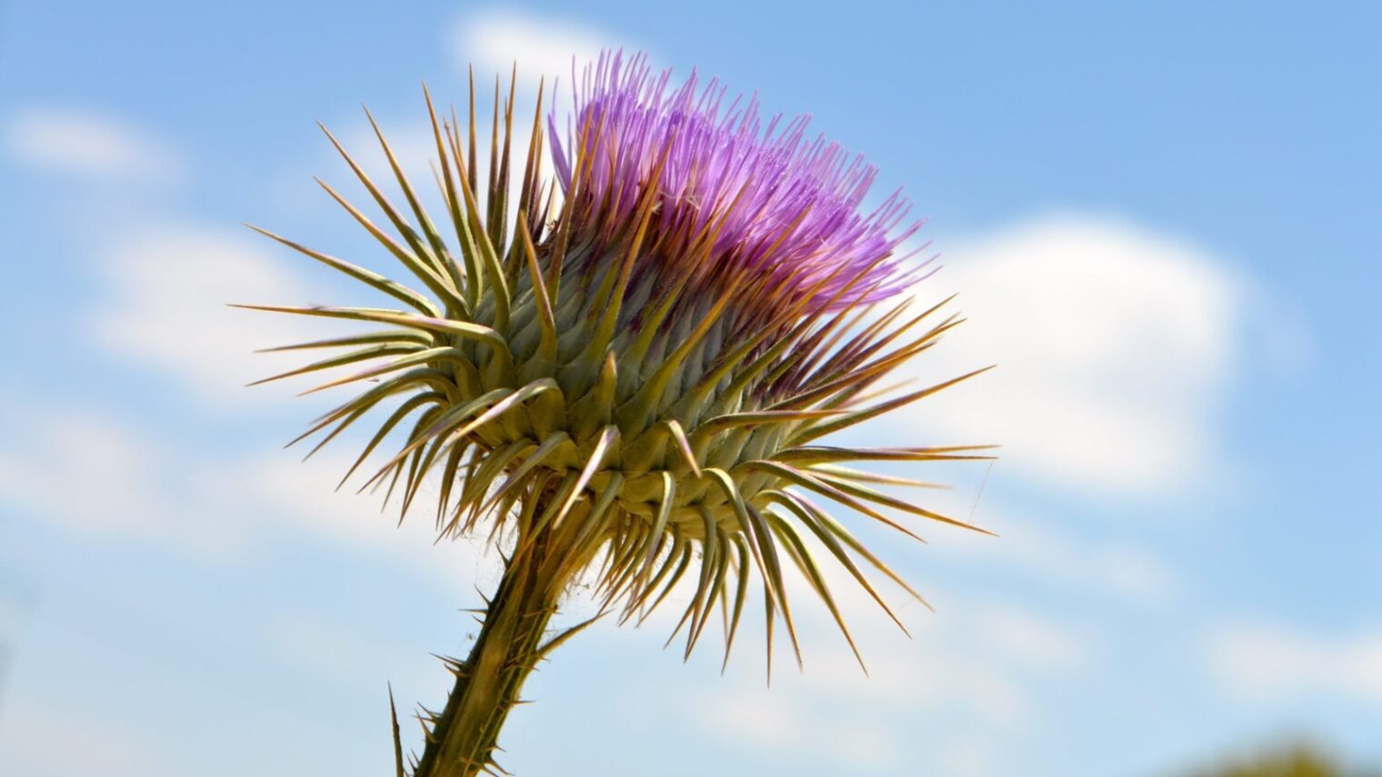This unusual cotton thistle (Onopordum cynarocephalum) begins as a spiky green ball. Then its head turns purple and its spikes turn into “petals.” Photo by Daniel Santacruz