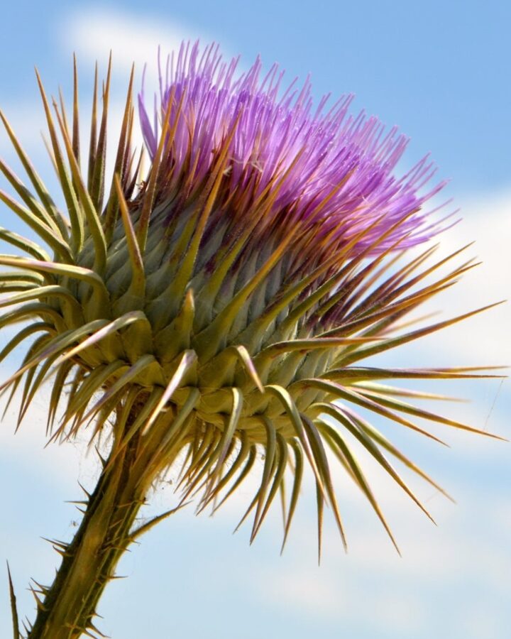 This unusual cotton thistle (Onopordum cynarocephalum) begins as a spiky green ball. Then its head turns purple and its spikes turn into “petals.” Photo by Daniel Santacruz