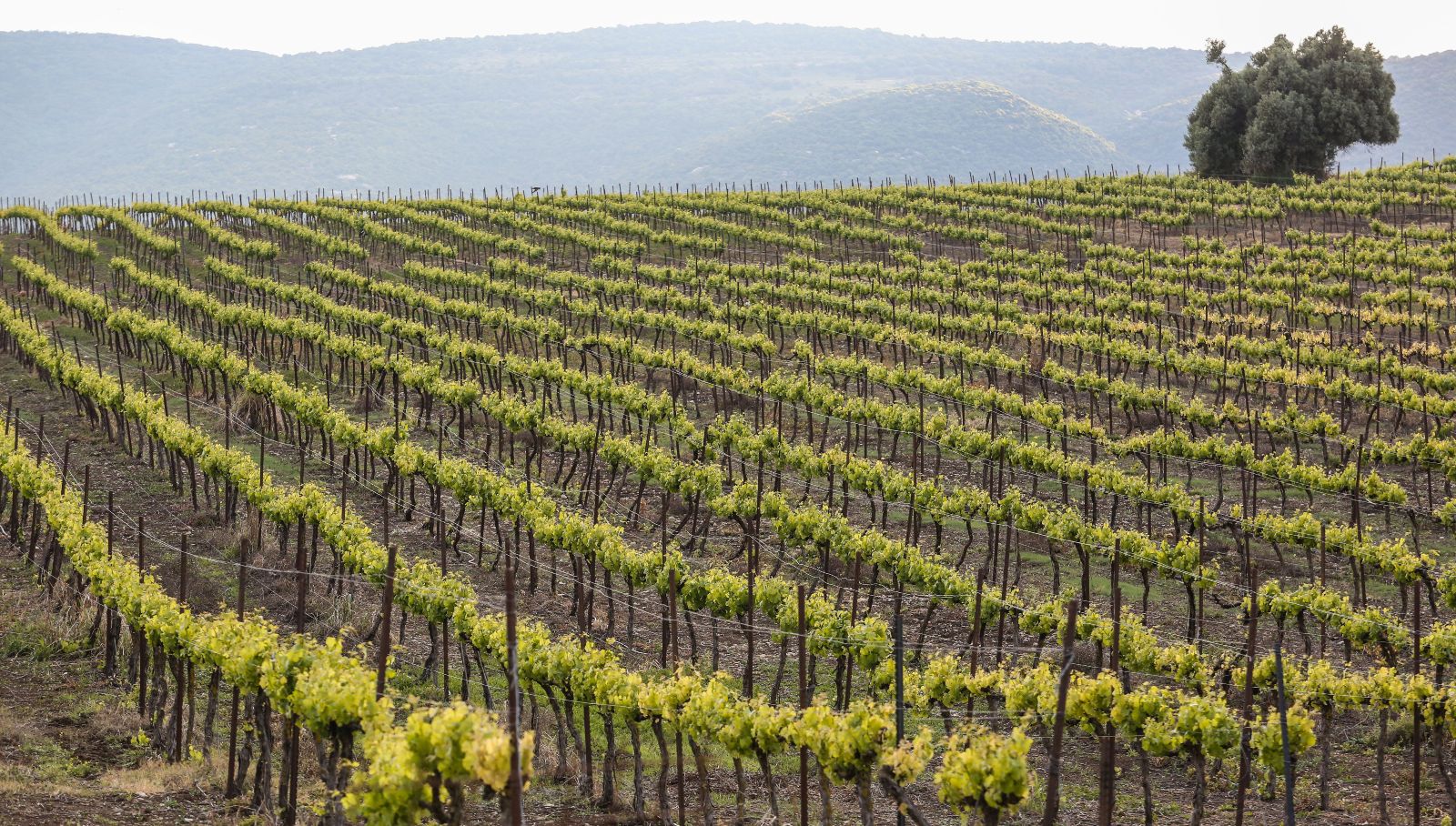 View of vineyards near the northern Israeli city of Tzfat. Photo by David Cohen/Flash90