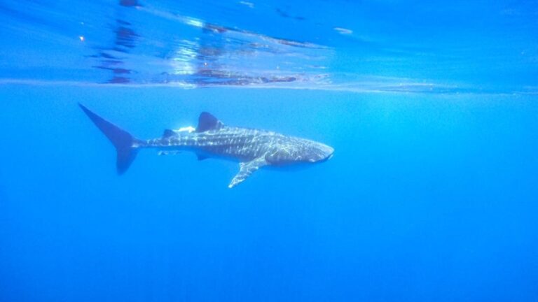 The shark whale spotted off the shores in Eilat by ranger Omri Omessi. Photo by Omri Omessi/INPA