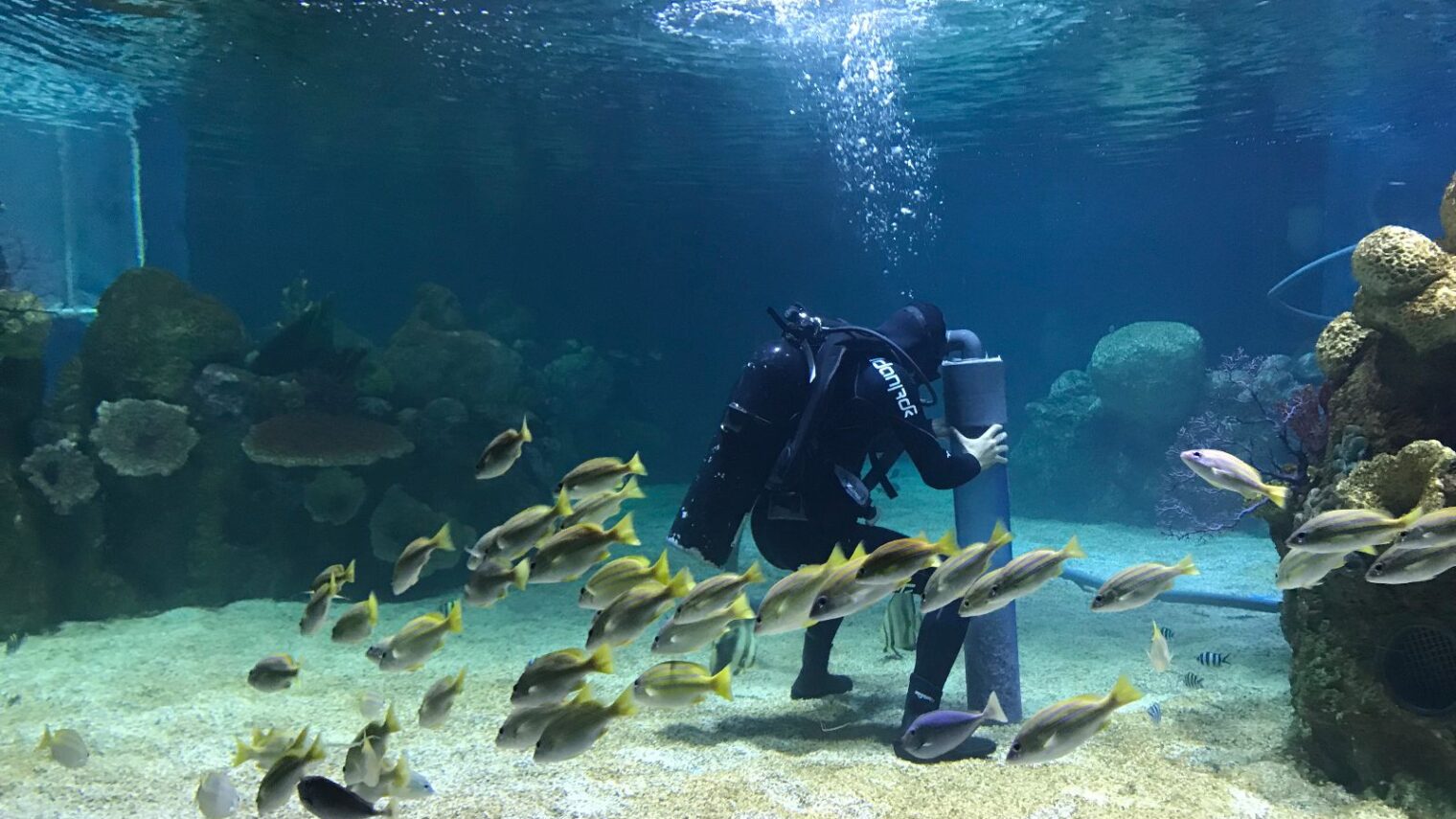 A diver surrounded by fish works away in a tank at the Israel Aquarium. Photo by Yael Lorentci