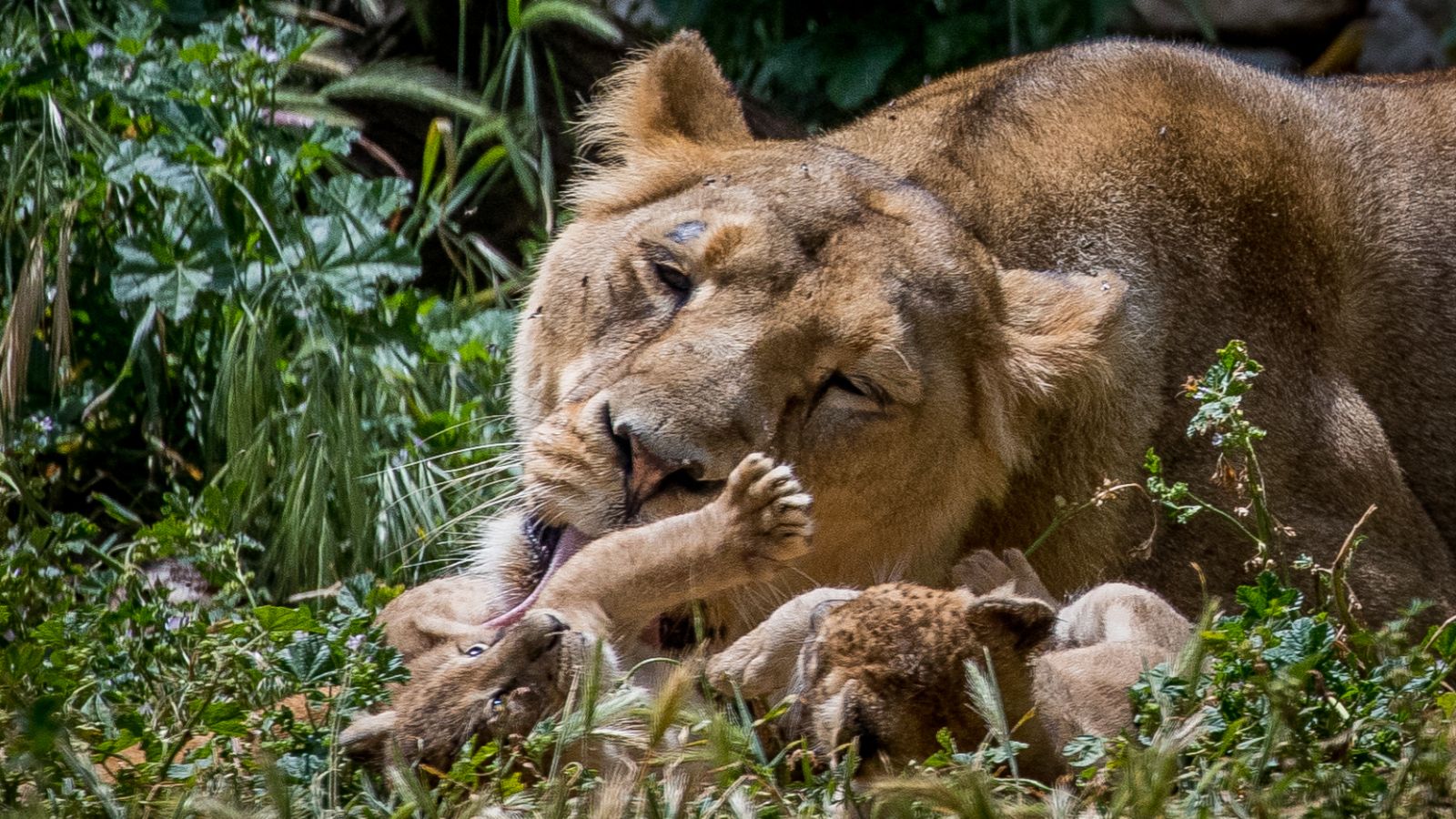 Mom Yasha and her two new cubs enjoy some quality time at the Jerusalem Biblical Zoo. Photo by Yonatan Sindel/Flash90