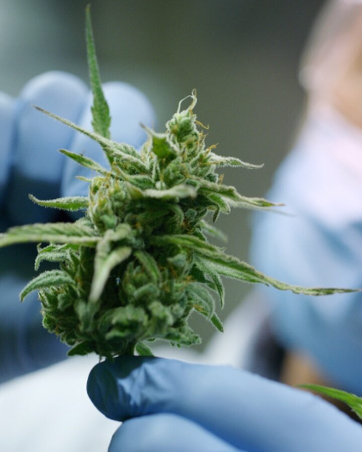 Cannabis component CBD may enhance effects of steroids. Image by HQuality via Shutterstock.com