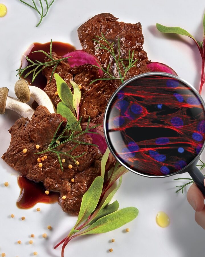 Cultivated meat from Aleph Farms based on a tissue-engineering technique developed at the Technion-Israel Institute of Technology. Photo: courtesy