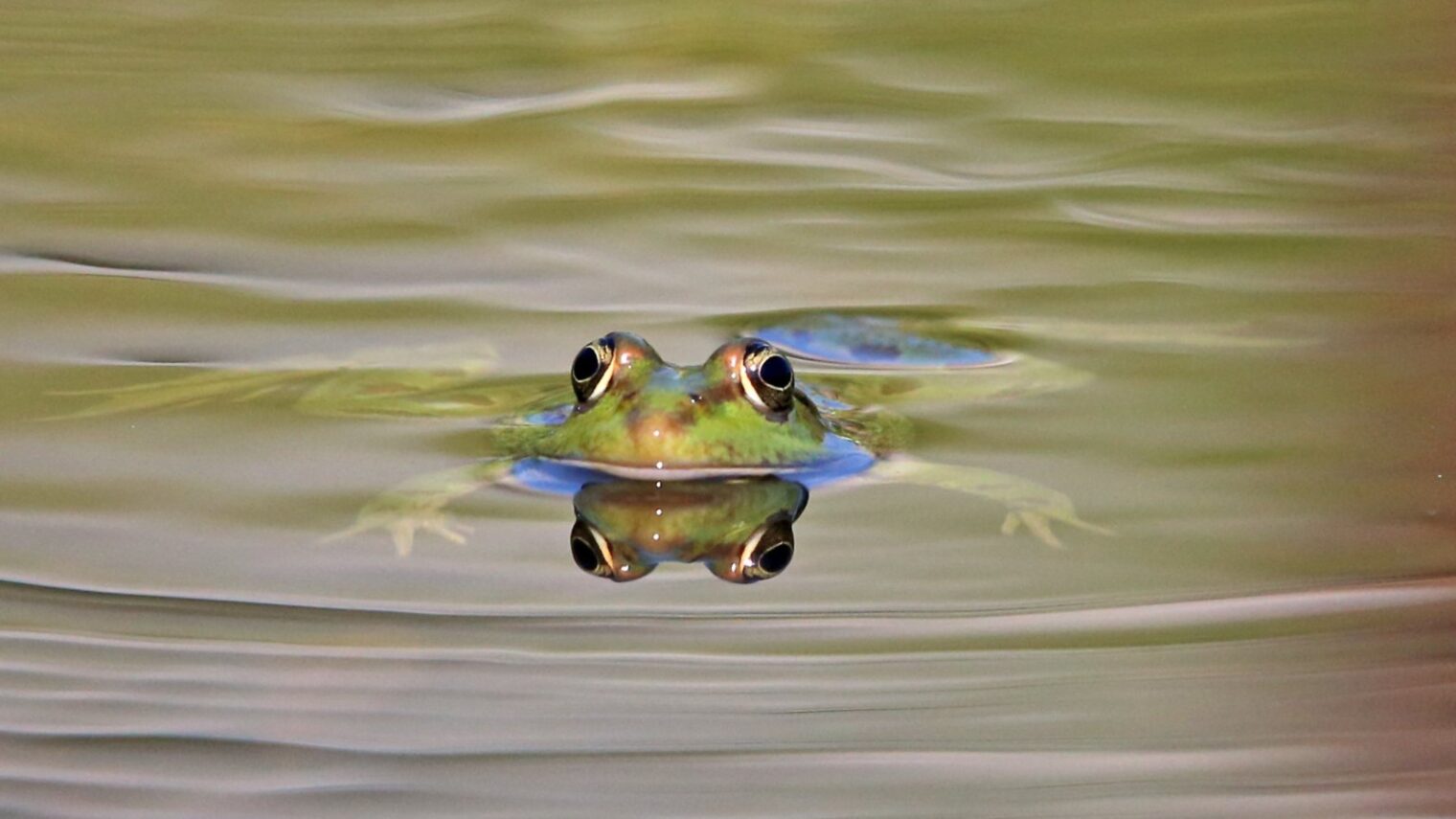 A Levant water frog enjoying a swim in Jerusalem. Photo by Haim Shohat