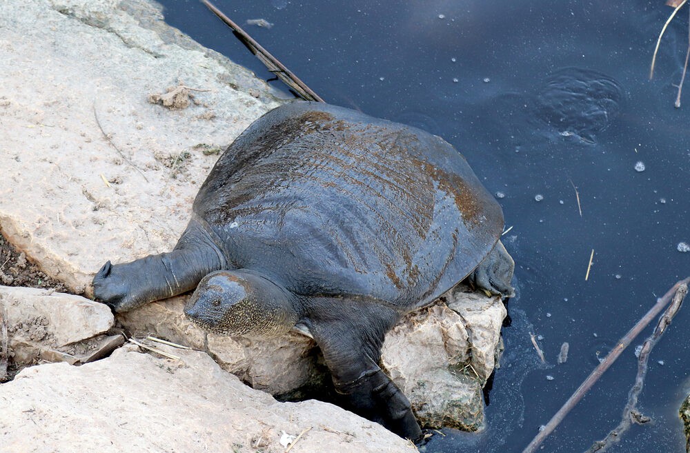 A soft shell turtle in Israel. Photo by Anna Zunbar, Shutterstock.