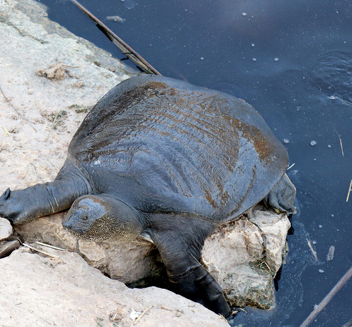 A soft shell turtle in Israel. Photo by Anna Zunbar, Shutterstock.
