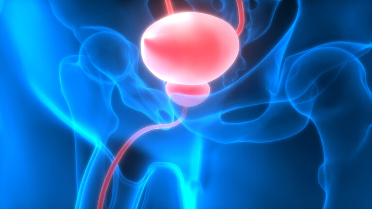 Illustration of the bladder by Magic Mine via Shutterstock.com