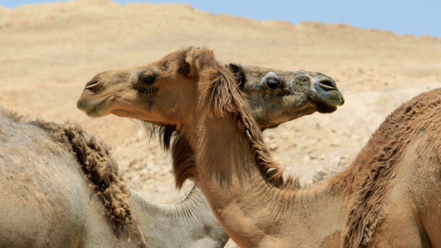 Camels pose a deadly danger on Israel’s desert roads. Photo by Moshe Shai/FLASH90