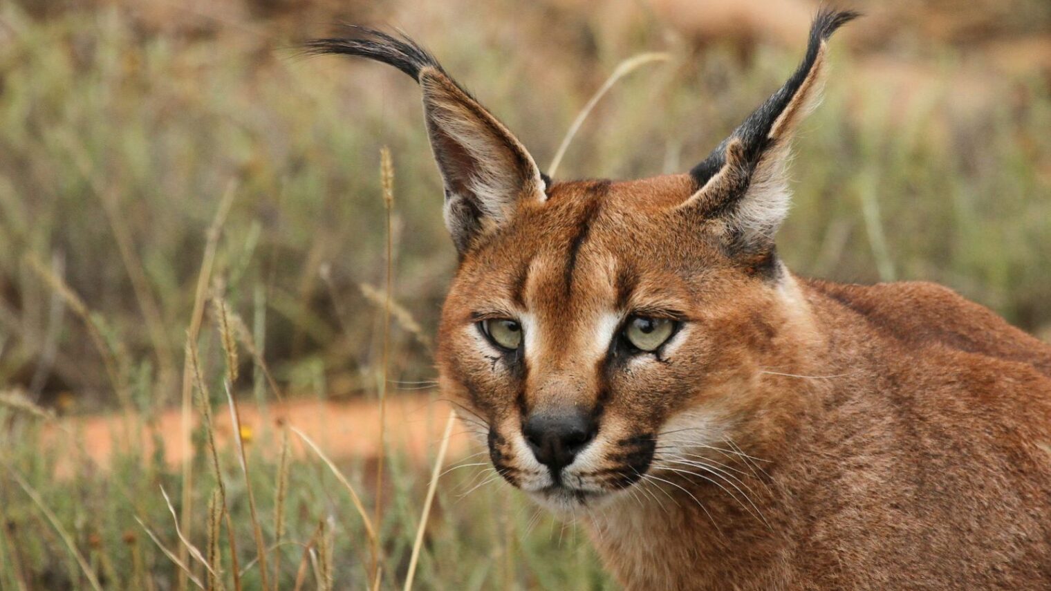 Caracals are among Israel’s most interesting and unusual wildlife. Photo by Leo za1/Wikimedia Commons