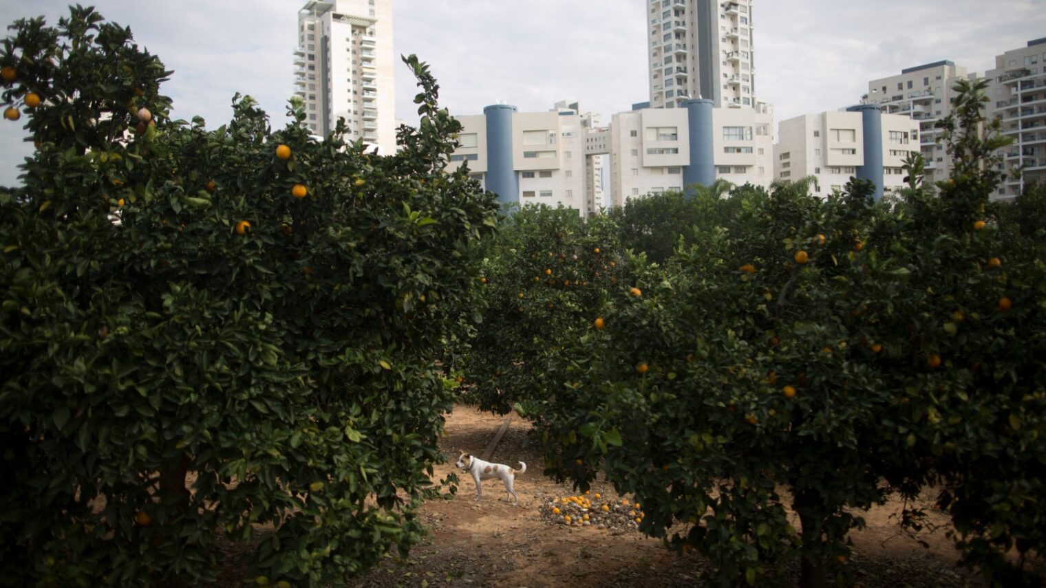 A citrus orchard on the campus of the Weizmann Institute of Science in Rehovot. Photo by Lior Mizrahi/FLASH90