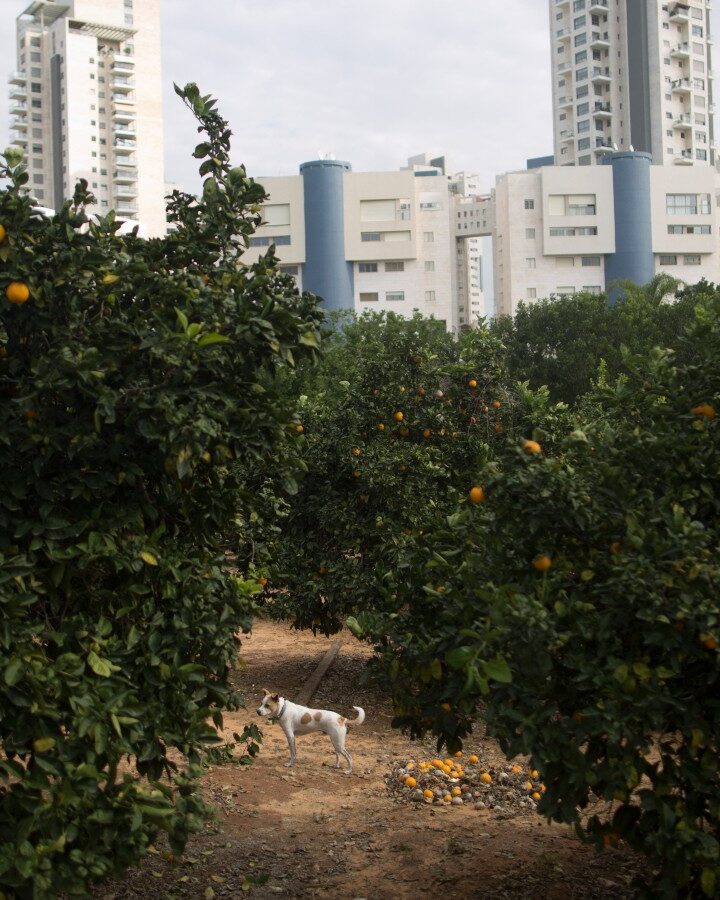 A citrus orchard on the campus of the Weizmann Institute of Science in Rehovot. Photo by Lior Mizrahi/FLASH90