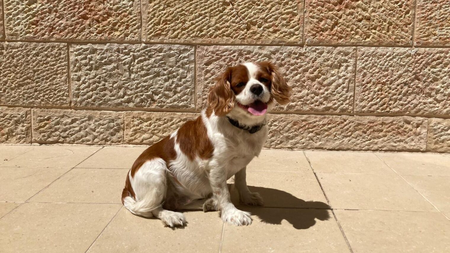 Lucy, a seven-year-old Cavalier King Charles, treats crisis victims and elderly people across Israel. Photo: courtesy
