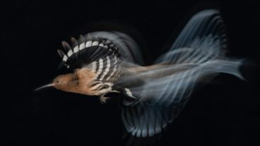 A hoopoe flaps its way through the night sky all the way to the top spot in an international photography contest. (Gadi Shmila/Bird Photographer of the Year)