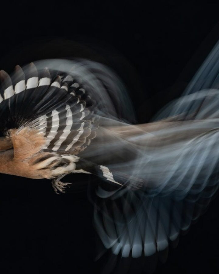A hoopoe flaps its way through the night sky all the way to the top spot in an international photography contest. (Gadi Shmila/Bird Photographer of the Year)