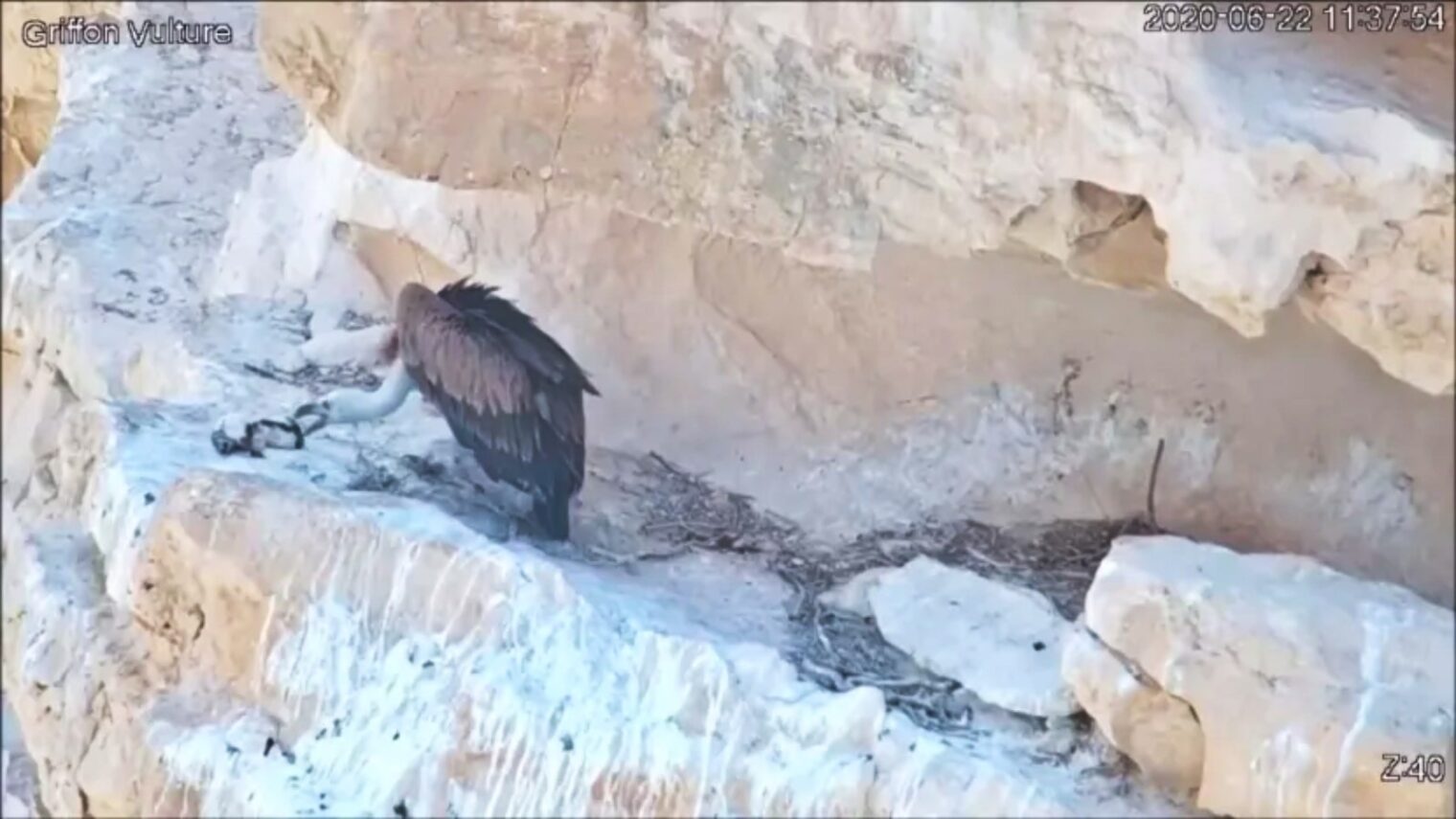 Xtend’s drone drops food to an orphaned vulture chick in Israel. Photo courtesy of Israel Raptor Nest Cam