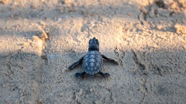 A small green sea turtle makes his way through the sand towards the sea after hatching from a nest at Palmachim beach. Photo by Mila Aviv/Flash90