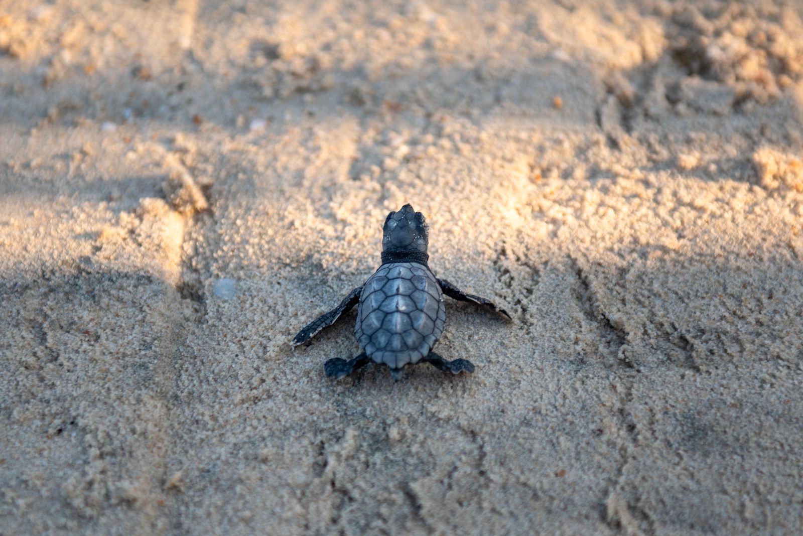 A small green sea turtle makes his way through the sand towards the sea after hatching from a nest at Palmachim beach. Photo by Mila Aviv/Flash90