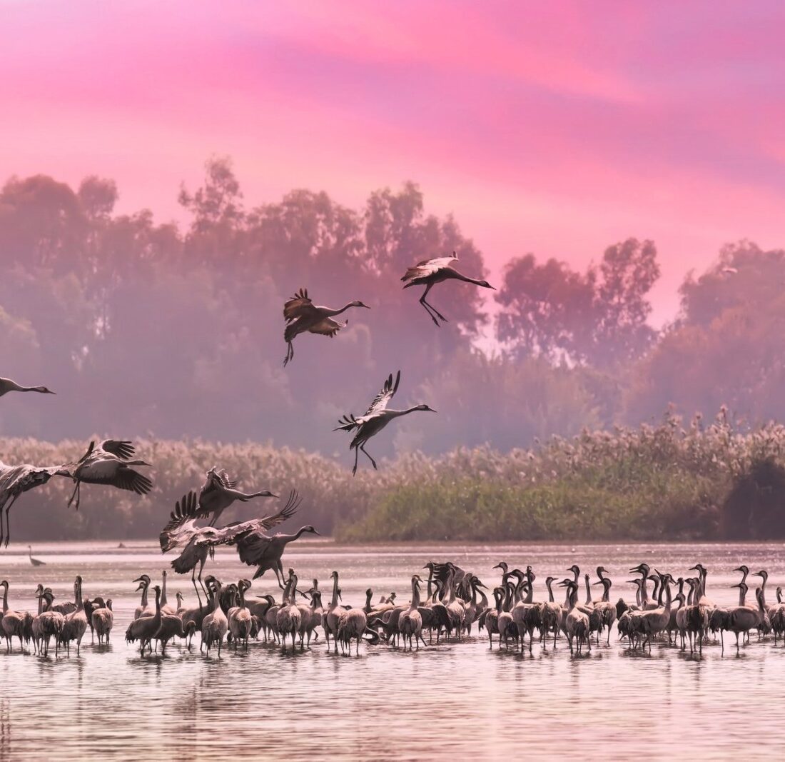 The Hula Valley bathed in pink light. Photo courtesy of SPNI