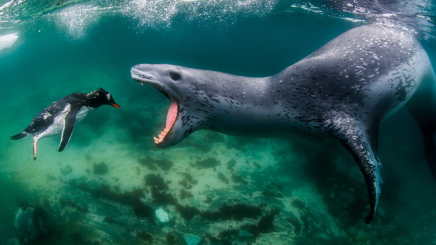 This picture of a leopard seal preying on a penguin was named Best of Show in 2012 by the American Photographic Artists Awards. Photo © Amos Nachoum