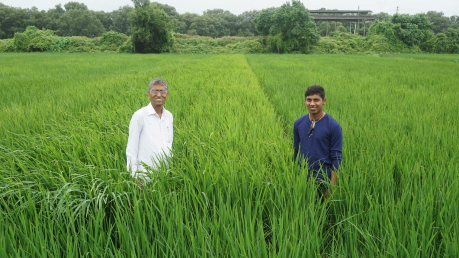 Rice grown from SaliCrop-treated seeds in Maharashtra, India, September 2018. Photo: courtesy