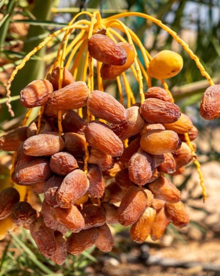 Dates growing on Hannah, a tree germinated from ancient seeds in Israel. Photo by Marcos Schonholz